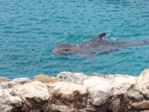Ein Delphin nah am Ufer mit dem Kopf aus dem Wasser