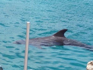 Ein Delphin nah am Ufer. Der Rücken mit der Finne schaut aus dem Wasser.