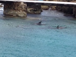 zwei Delphine in einer Bucht