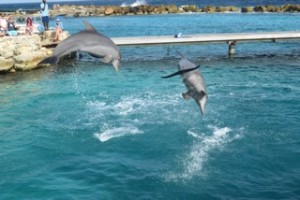 2015-06-25_Delphin_springt_03