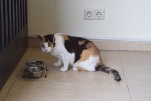 Katze beim Fressen aus dem Napf in der Hotellobby