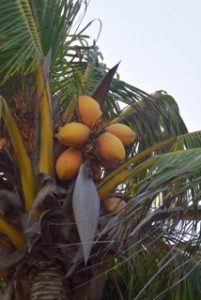 2015-06-25_Kokospalme_mit_Früchten