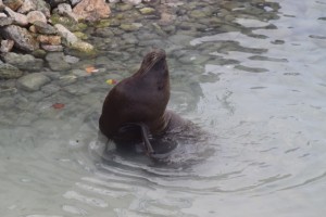 Eine Robbe sitzt im flachen Wasser nah am Ufer und streck den Kopf hoch