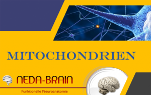 Kurs: Die bedeutungsvollen Funktionen der Mitochondrien