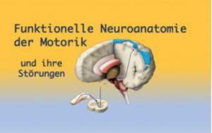 Kurs: Funktionelle Neuroanatomie der Motorik