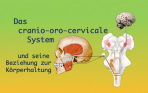 Kurs: Das Cranio-oro-cervicale System