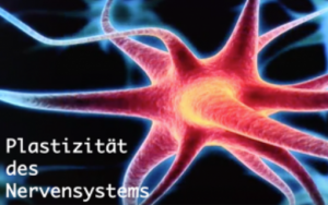 Kurs: Plastizität des Nervensystems