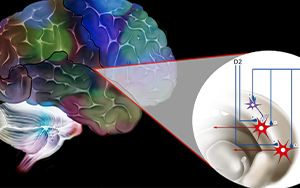 Kurs: Parkinson Teil 1: Eine neurometabolische und ernährungsmedizinische Sicht zur Prävention und Behandlung